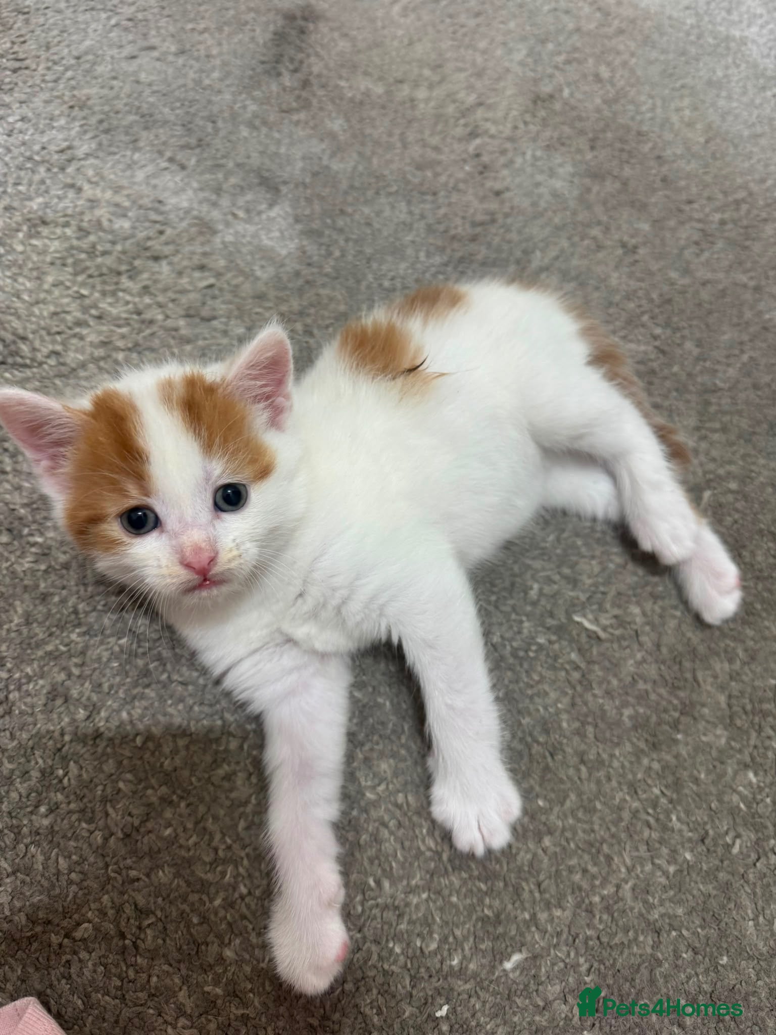Mixed Breed cats 1 female kitten - Advert 3