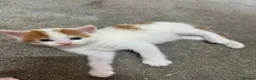 Mixed Breed cats for sale: 1 female kitten - Advert 1