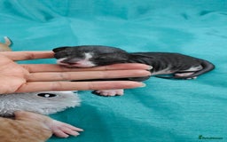 Cornish Rex cats for sale: Cornish Rex kittens available to reserve. - Image 16
