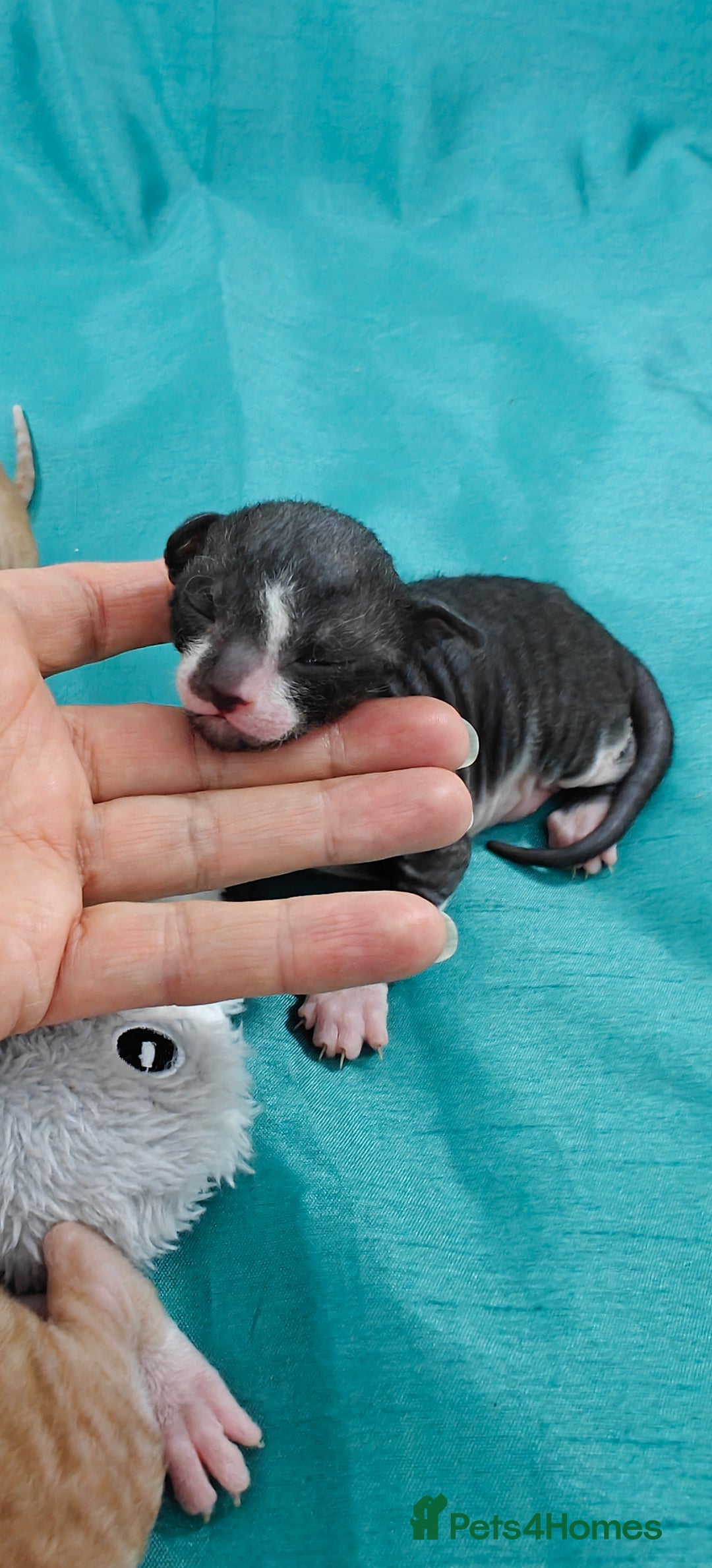 Cornish Rex cats for sale: Cornish Rex kittens available to reserve. - Image 16