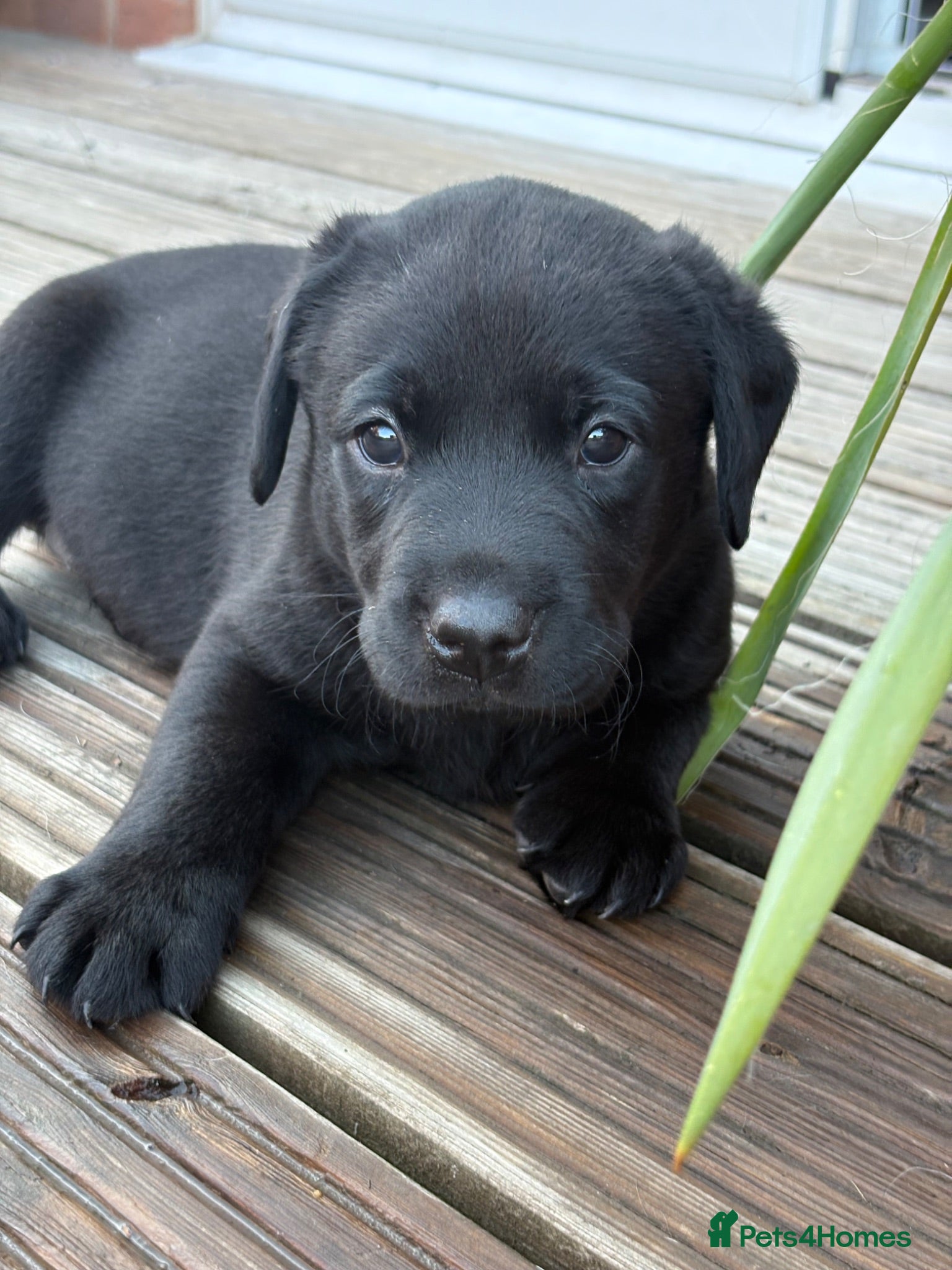 Labrador Retriever dogs Pedigree Labrador Male Puppies Black/Yellow 7wk - Advert 2