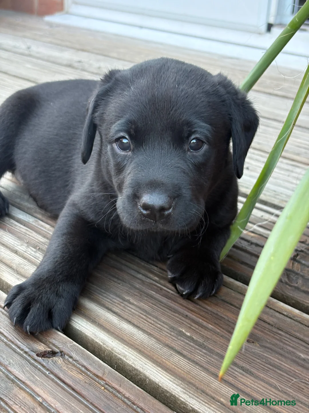 Labrador Retriever dogs for sale: Pedigree Labrador Male Puppies Black/Yellow 7wk - Advert 1
