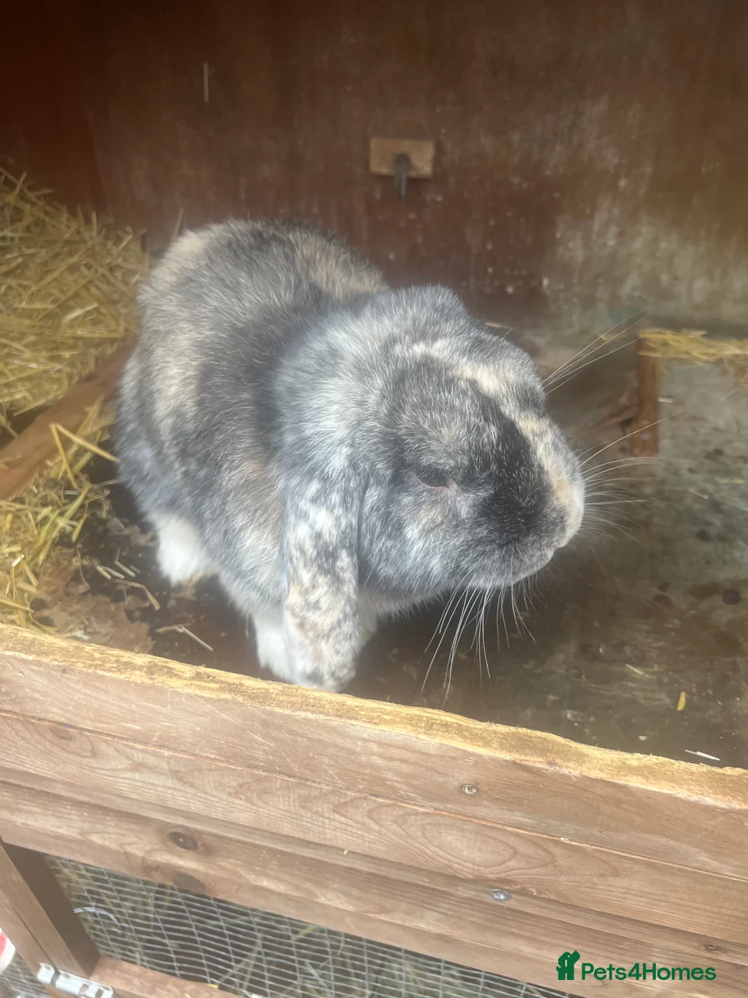 French Lop rabbits for sale: Male Lop 10 months old  - Advert 5