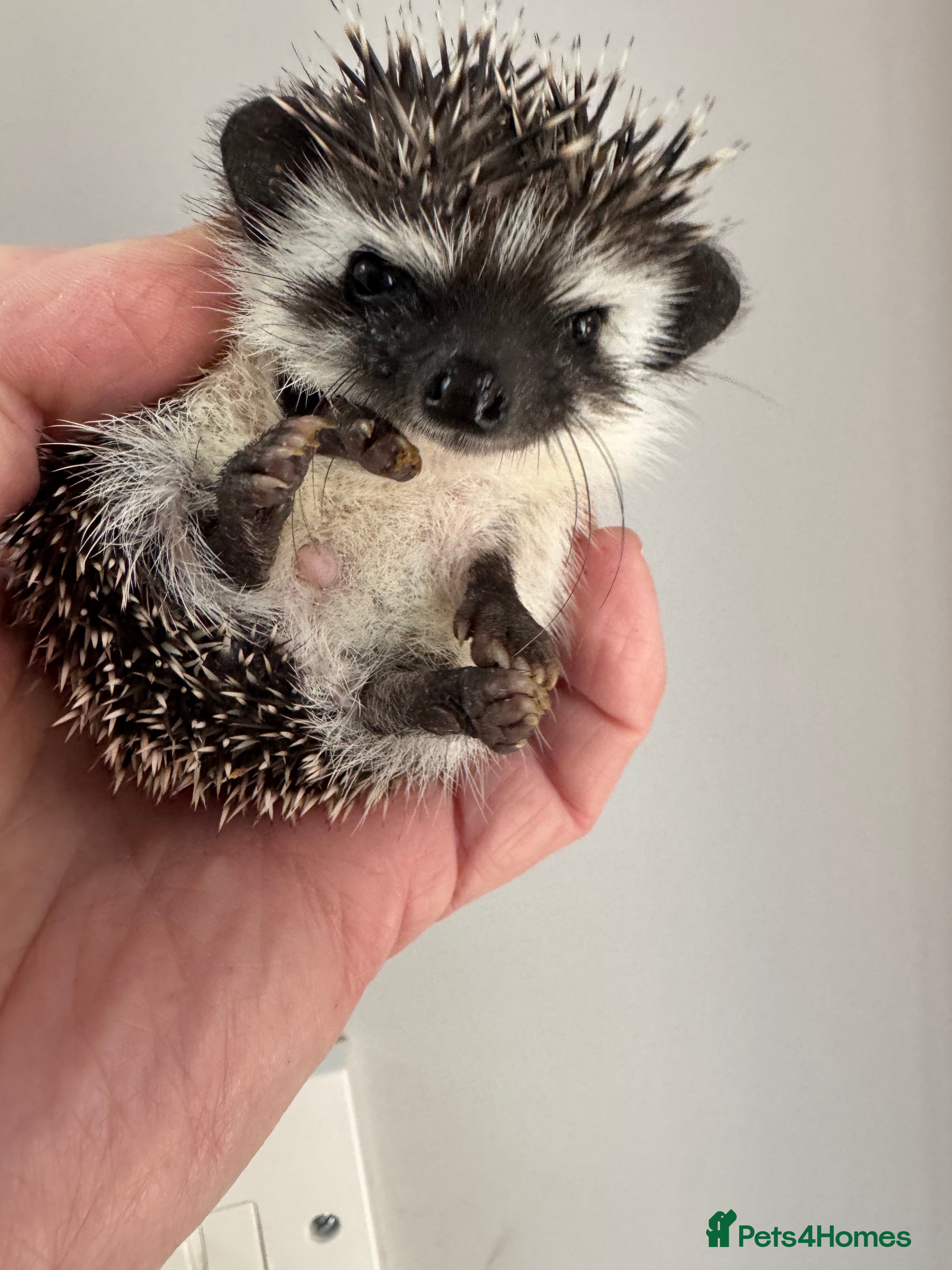 Pygmy Hedgehog rodents 8 week old baby hoglets- lots of colours-ready - Advert 3