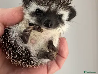 Pygmy Hedgehog rodents 8 week old baby hoglets- lots of colours-ready - Advert 3
