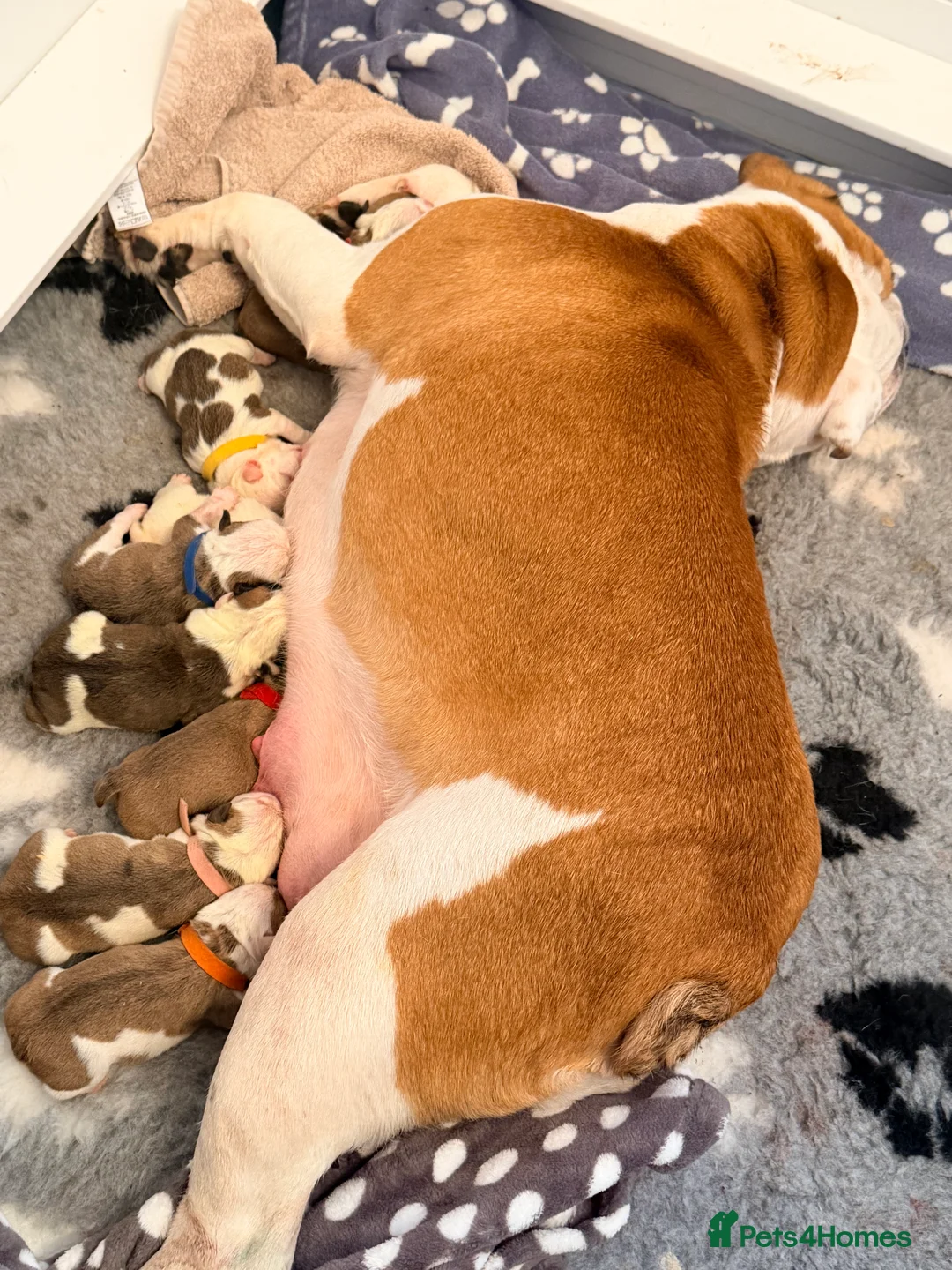 English Bulldog dogs for sale: English bulldogs male / female  - Advert 8