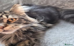 Maine Coon cats for sale: 1 year maine coon - Image 4