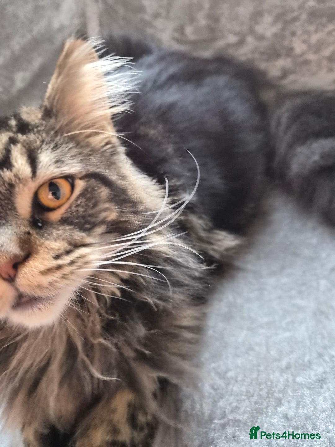 Maine Coon cats for sale: 1 year maine coon - Image 4