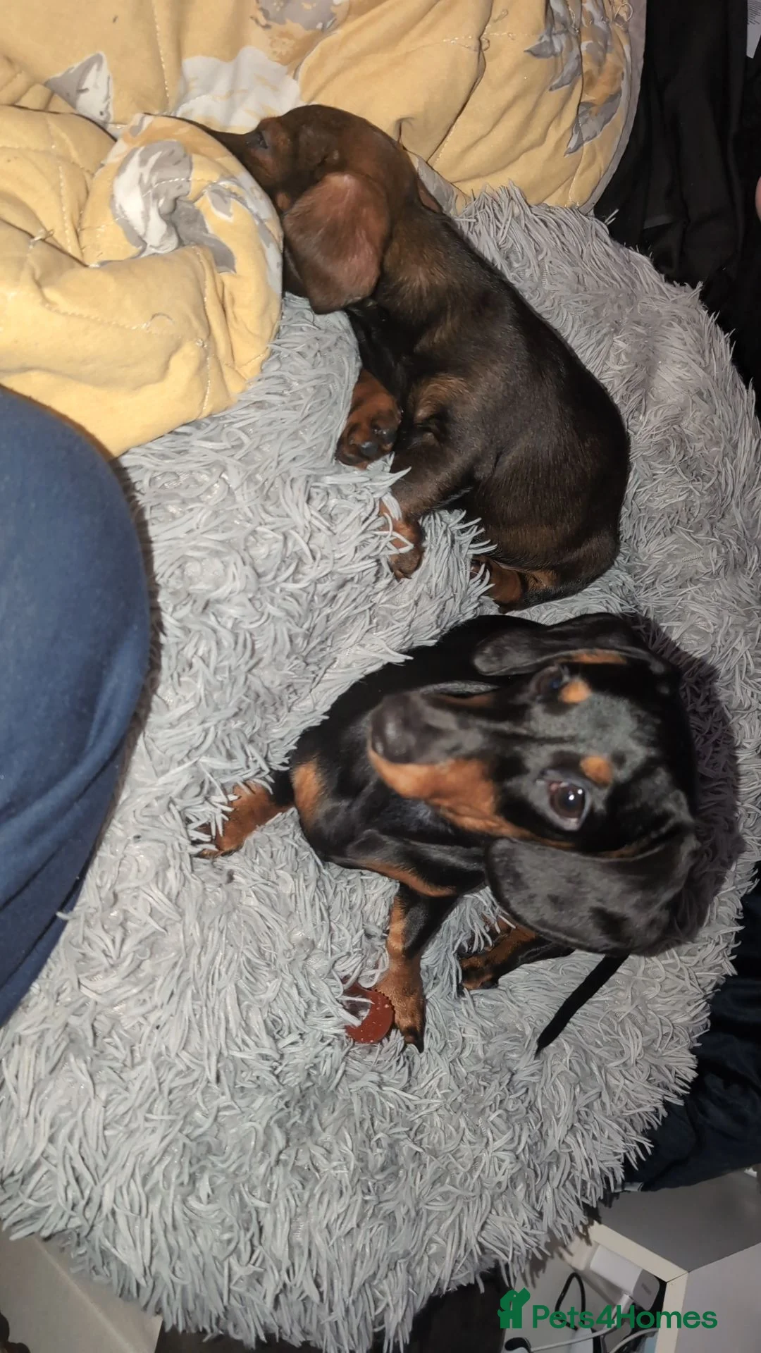 Miniature Dachshund dogs for sale: Miniature Dachshund Boy – KC Registered in Torquay - Advert 15