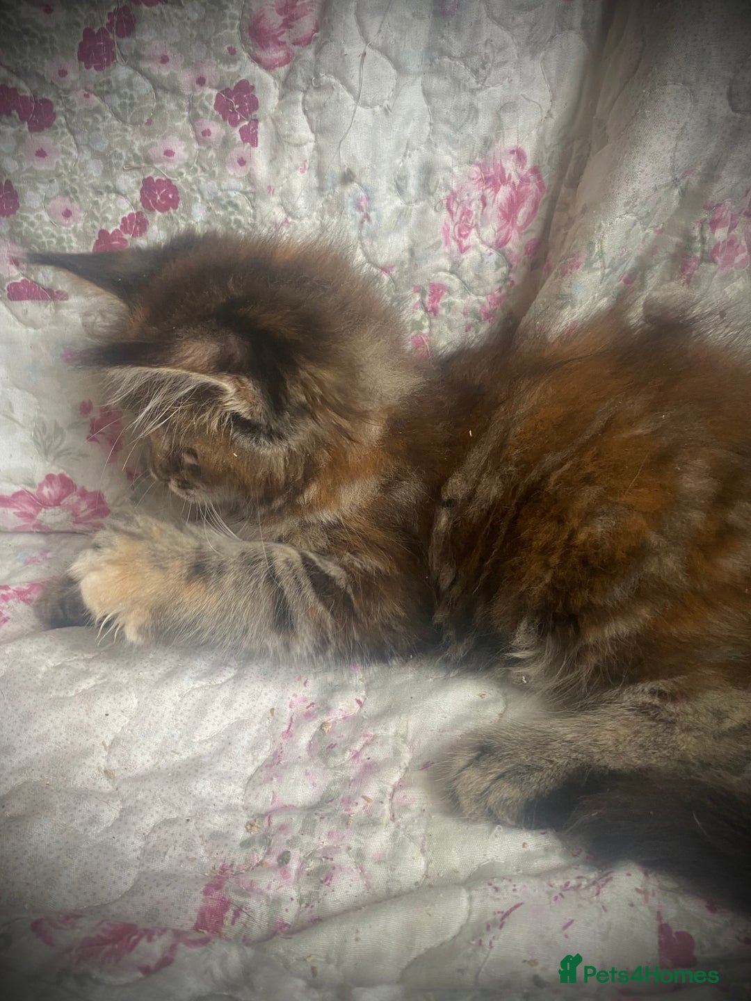 Maine Coon cats for sale: Full Maine Coon kittens Parents fully tested - Advert 6