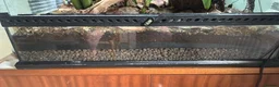 Frog reptiles for sale: RETF in an Exo Terra 60x60x45 Bioactive Terrarium in Tadley - Advert 6