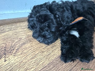 Mixed Breed dogs Beautiful havapoo’s READY TO GO 1 boy left - Advert 10