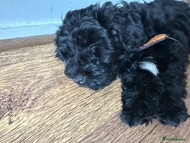 Mixed Breed dogs Beautiful havapoo’s READY TO GO 1 boy left - Advert 14