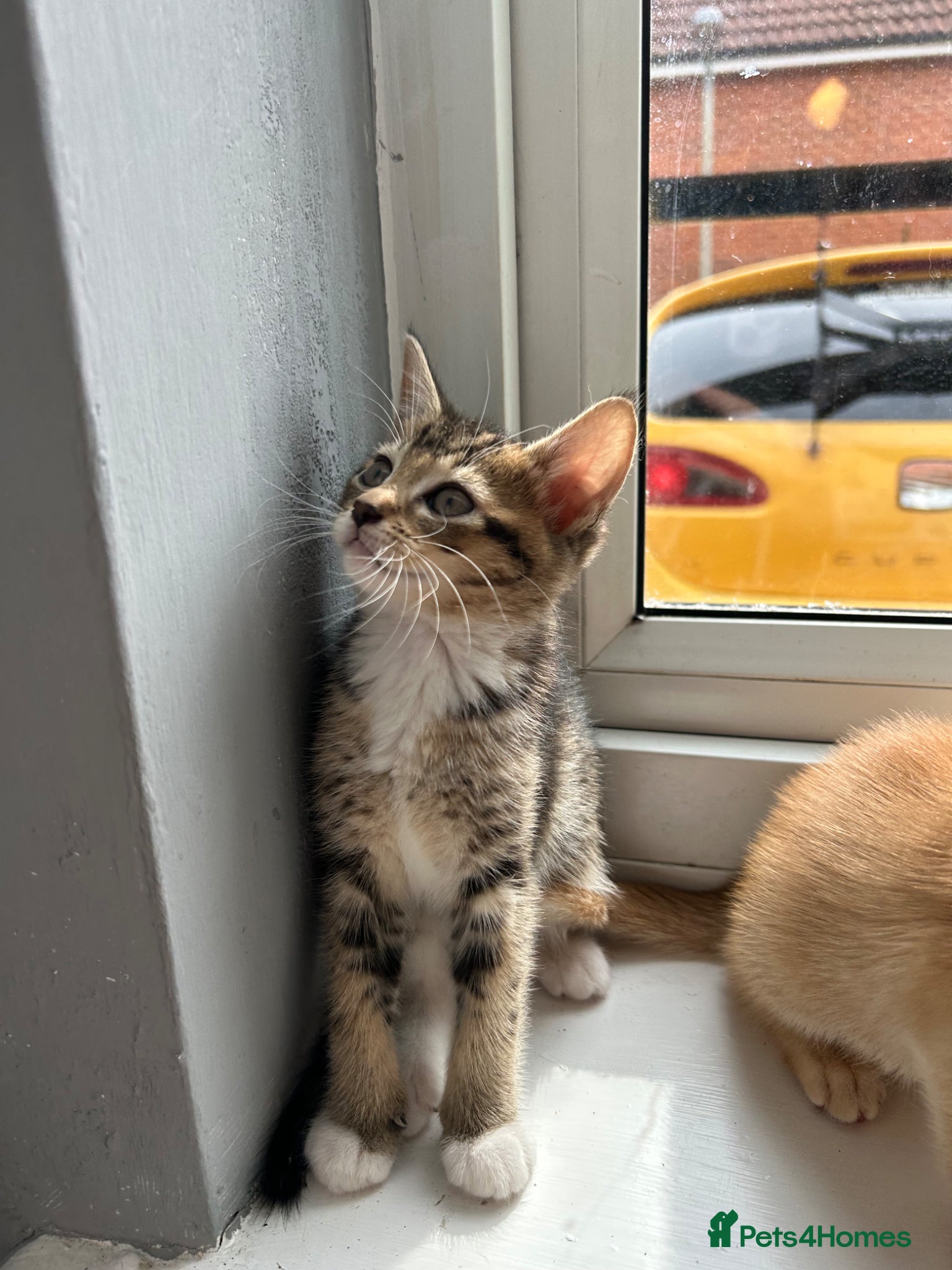 Mixed Breed cats for sale: 🚨GORGEOUS KITTENS READY TO LEAVE 🚨 - Advert 16