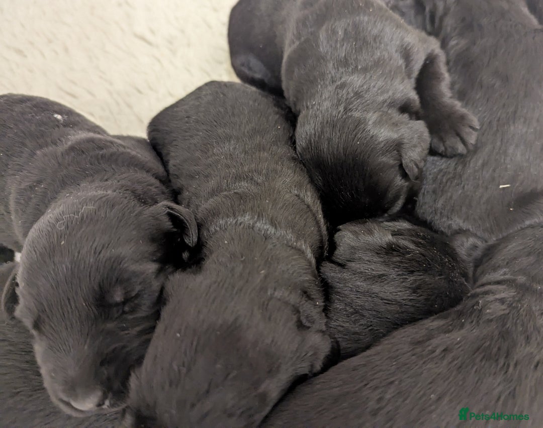 Giant Schnauzer dogs for sale: Health Tested Giant Schnauzer Pups Due 23rd August - Image 8