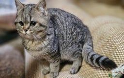 Mixed Breed cats for sale: Beautiful British Shorthair Tabby Female Kittens - Image 19