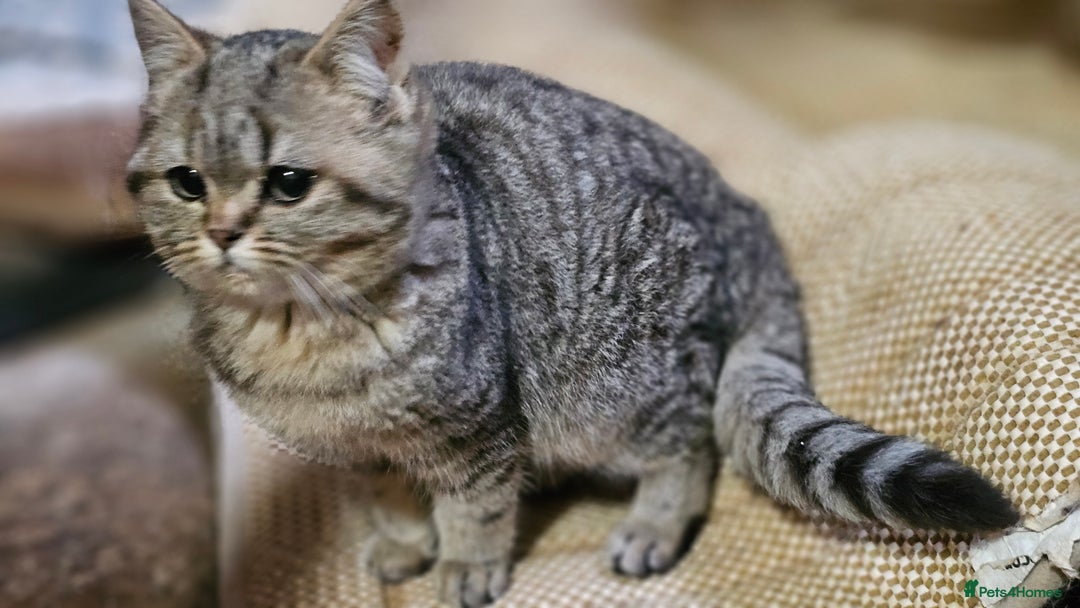 Mixed Breed cats for sale: Beautiful British Shorthair Tabby Female Kittens - Image 19