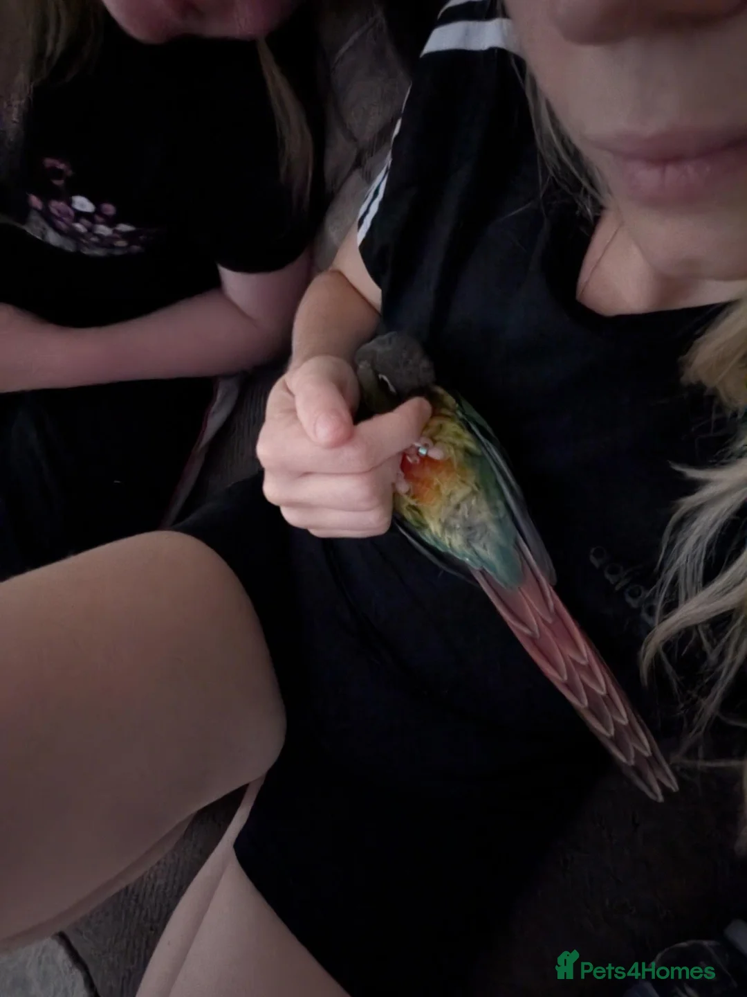 Conures birds for sale: Ozzy our gorgeous green cheek  in Harrogate - Advert 2