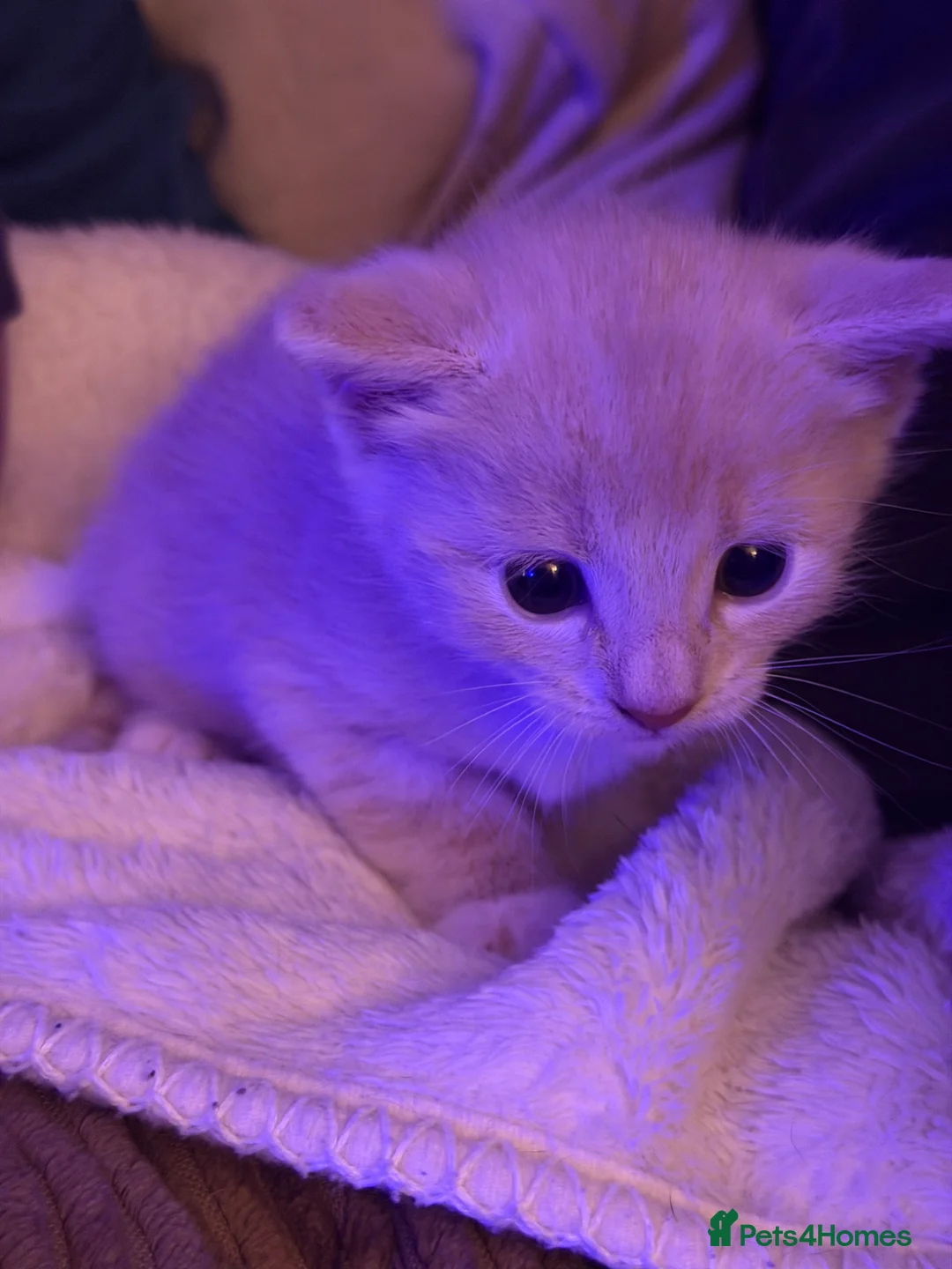 Mixed Breed cats for sale: Adorable Calico kittens in Salisbury - Advert 2