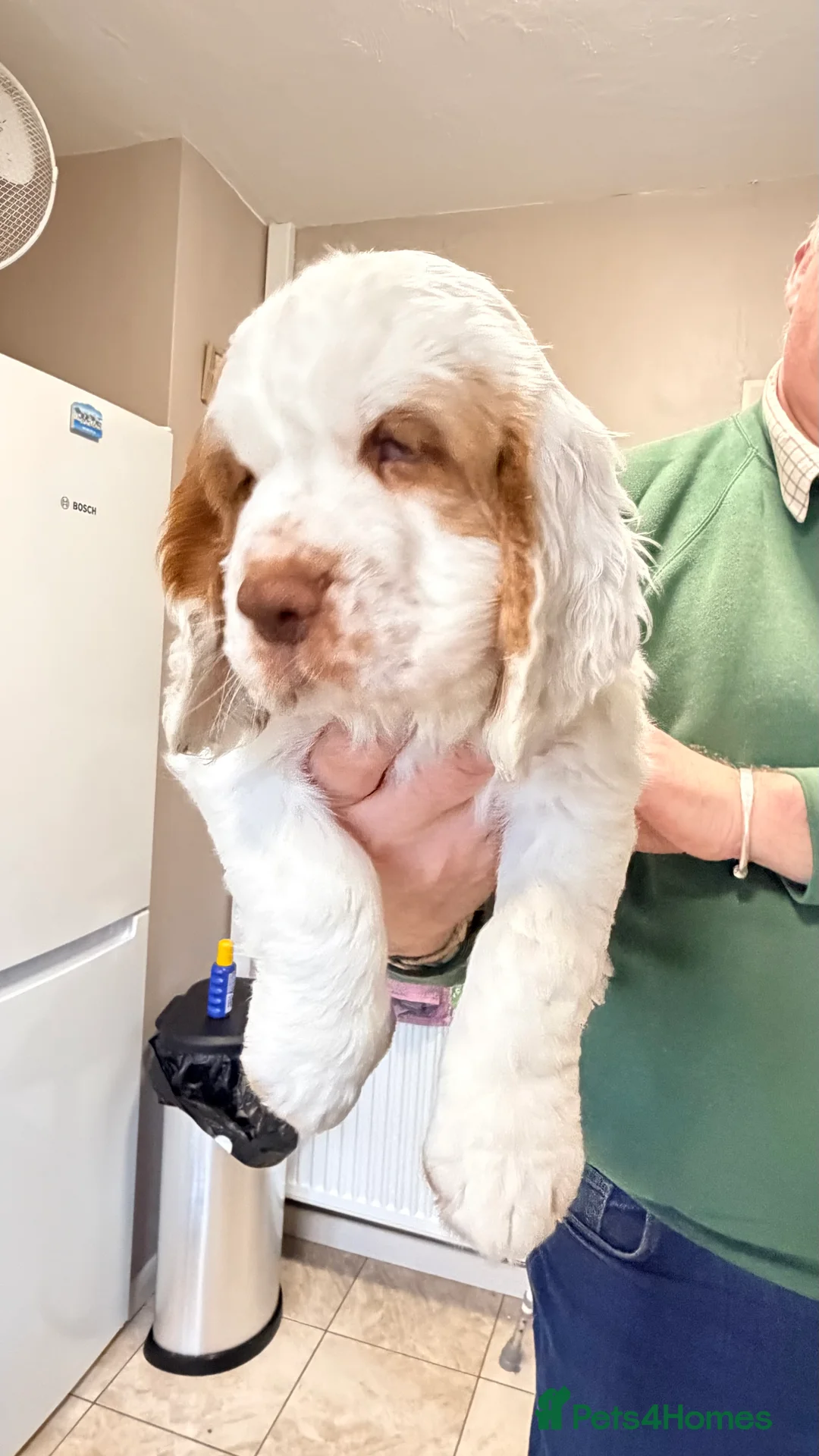 Clumber Spaniel dogs for sale: Clumber Spaniel dog puppy  - Advert 4
