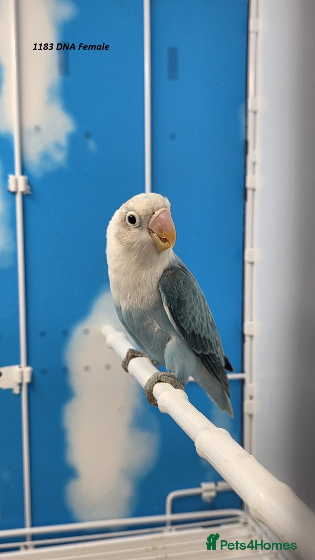 Lovebirds birds All Female Lovebird Age 4 to 6 Months - Advert 2