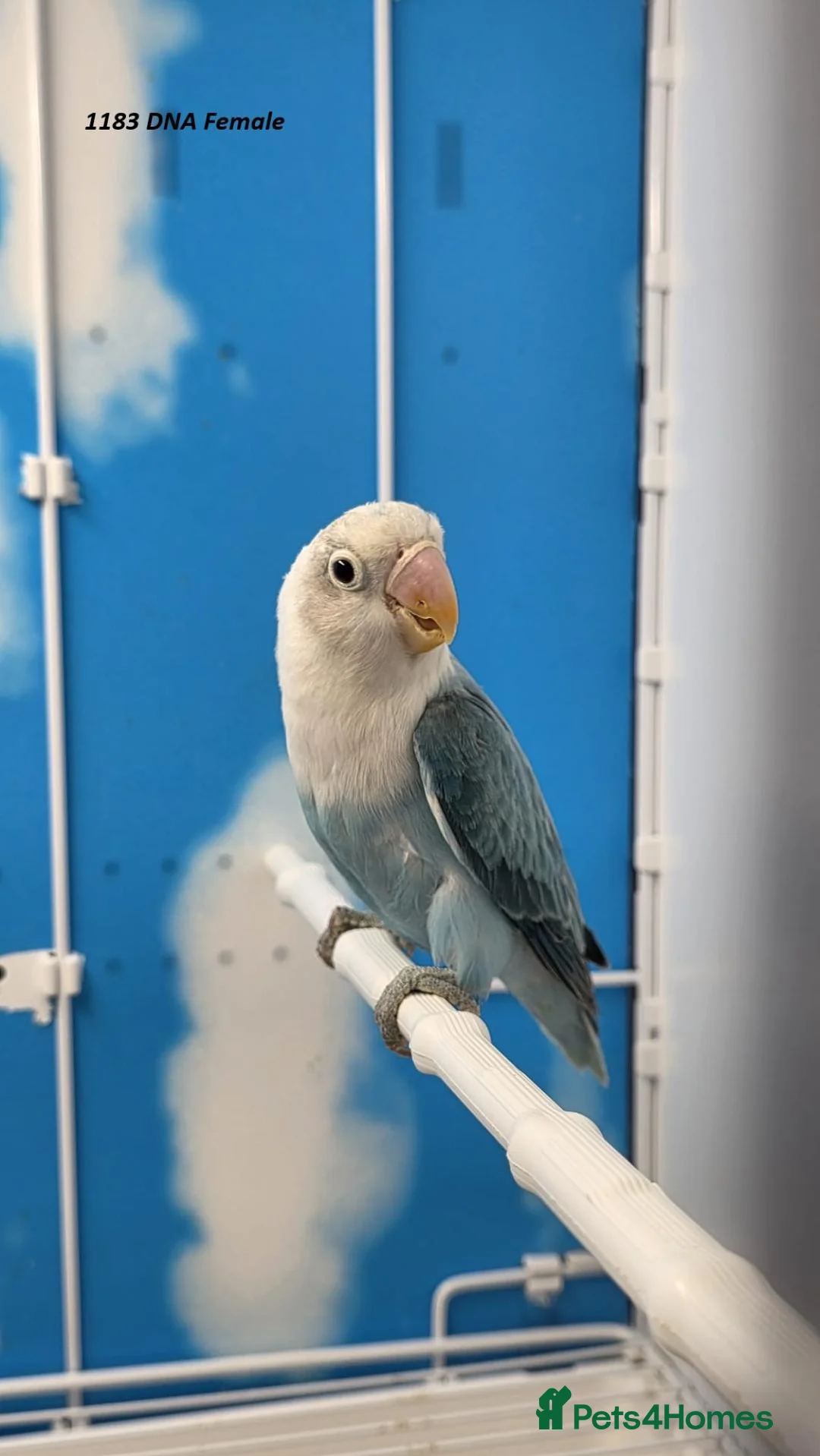 Lovebirds birds for sale: All Female Lovebird Age 4 to 6 Months - Advert 2