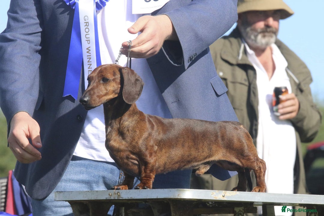 Miniature Dachshund dogs for stud: For Stud!! PRA Clear, KC Registered,Red Brindle - Advert 5