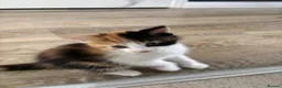 Mixed Breed cats for sale: Three kittens ready for their forever home - Advert 6