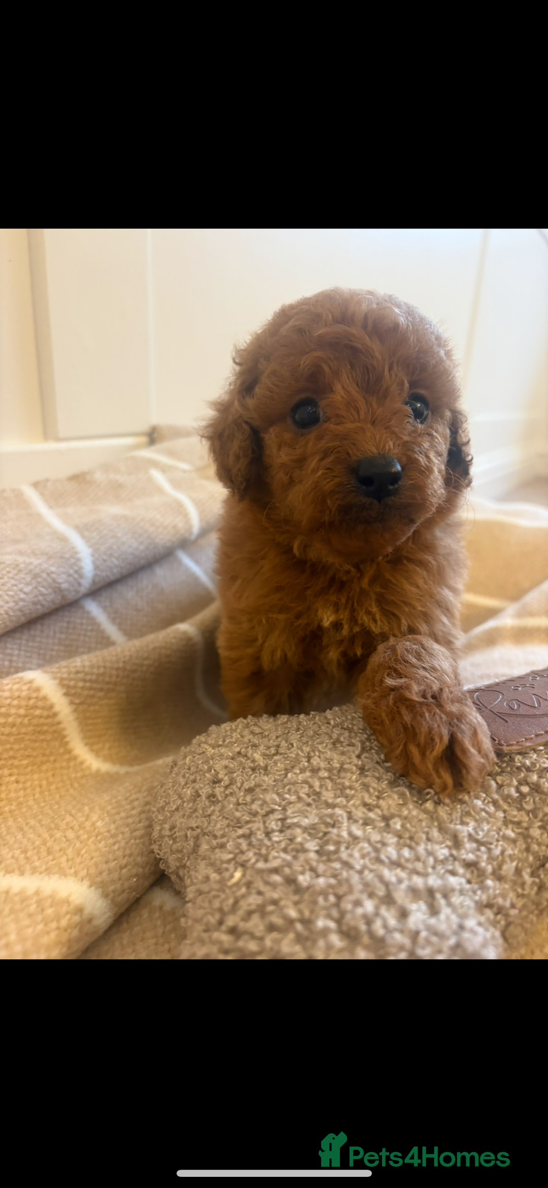 Cavapoo dogs for sale: LICENSED BREEDER QUALITY HEALTH TESTED CAVAPOOS - Advert 21