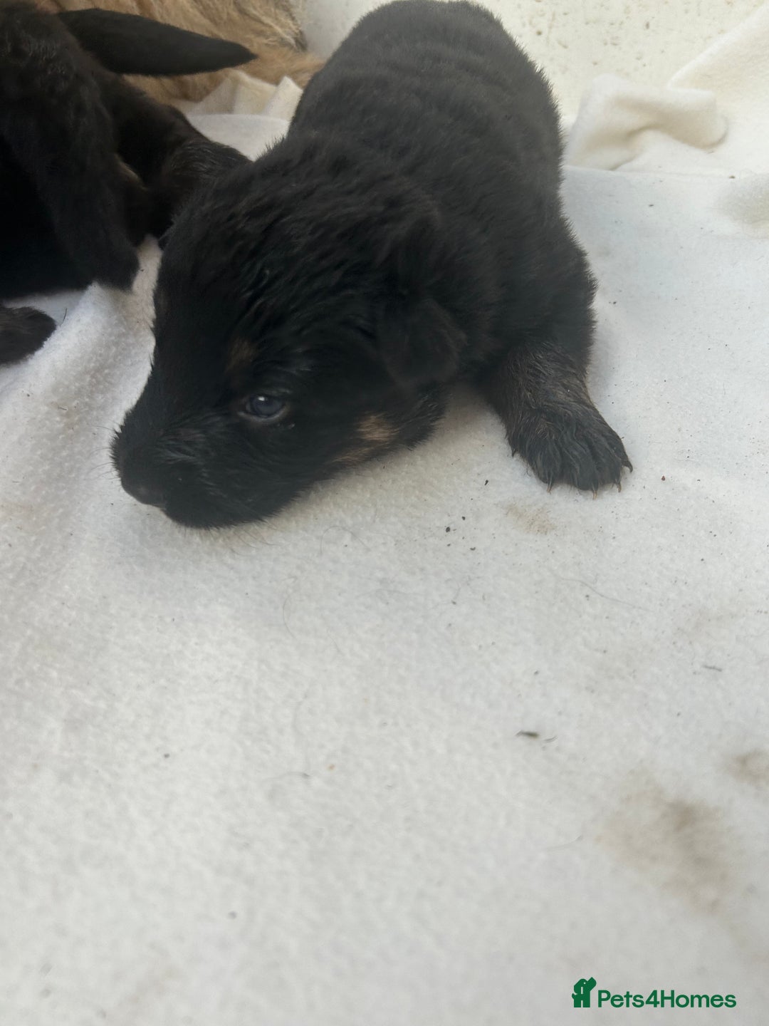 German Shepherd dogs for sale: £1000 - Image 7