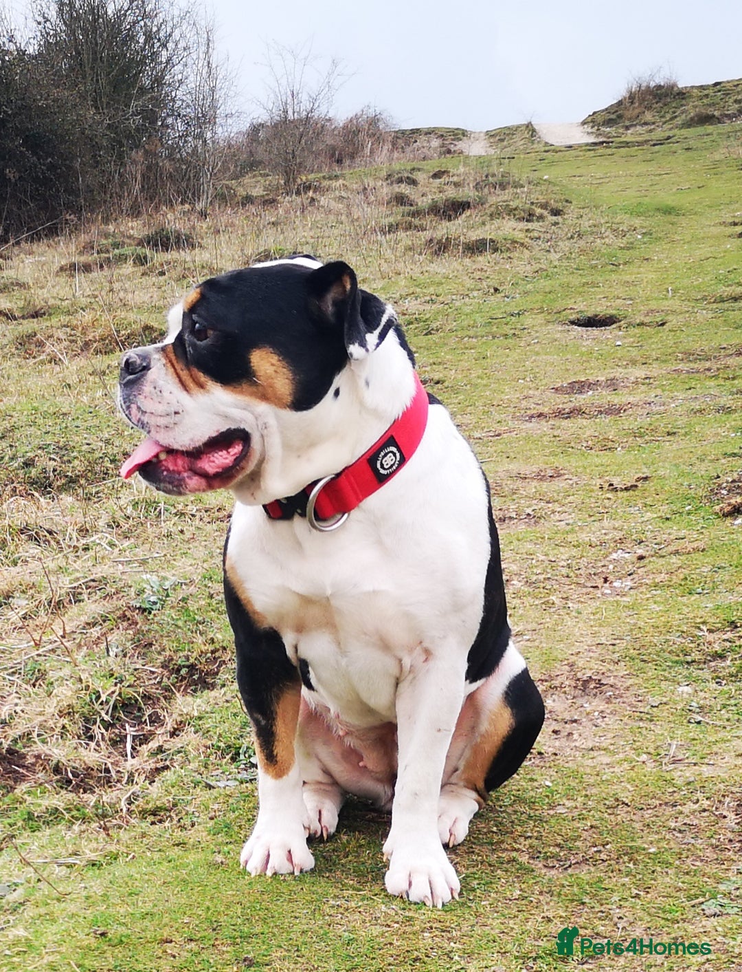 Mixed Breed dogs for sale: Olde english bulldogge x cane corso puppies  - Advert 19