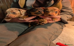 Mixed Breed dogs for sale: 3/4 Mini Dachshund 1/4 Jack Russell - Advert 5