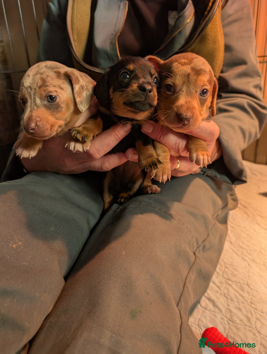 Mixed Breed dogs for sale: 3/4 Mini Dachshund 1/4 Jack Russell - Advert 5
