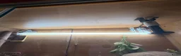 Bearded Dragon reptiles for sale: bearded dragon in Southampton - Advert 4