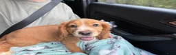 Cocker Spaniel dogs for sale: Female red cocker spaniel puppy in Bury Saint Edmunds - Advert 6