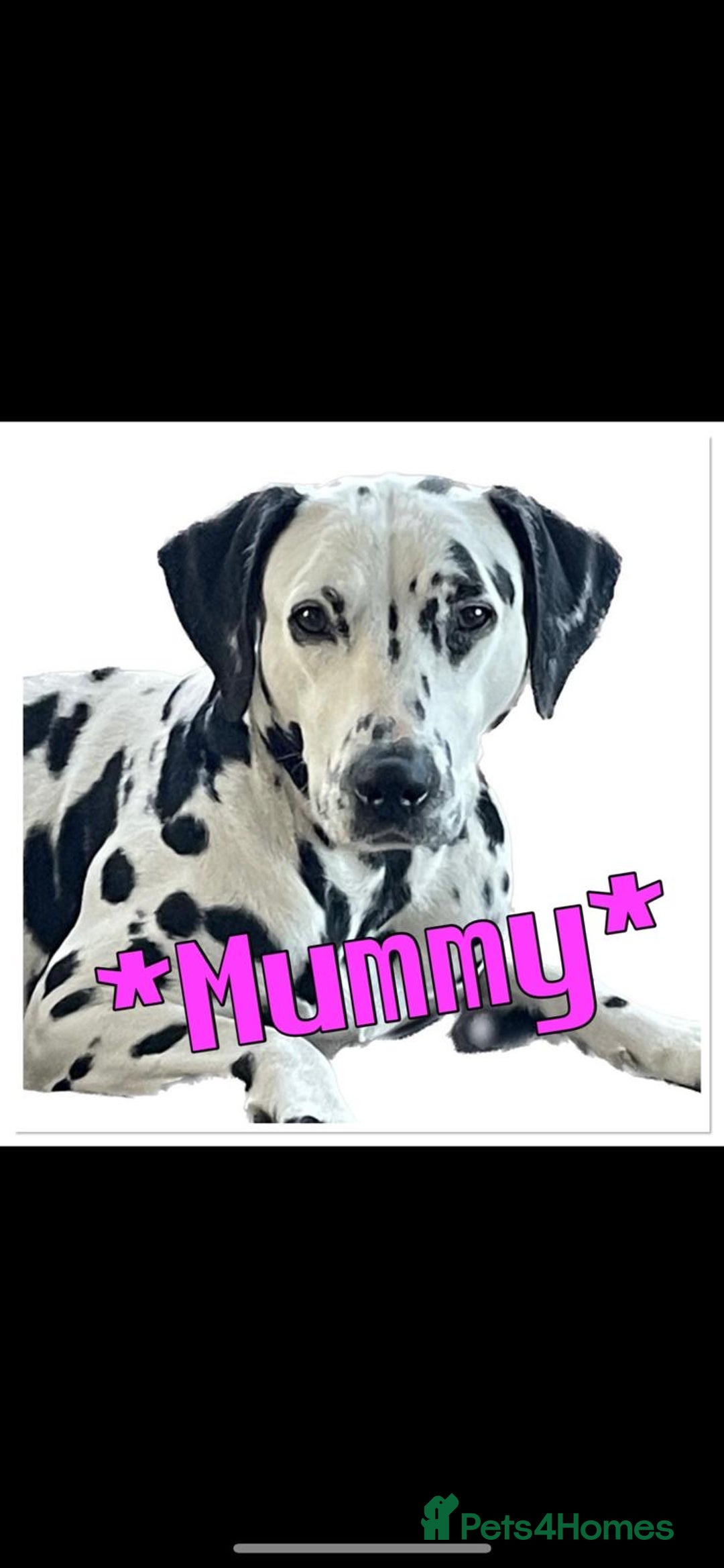 Dalmatian dogs for sale: Stunning Dalmatian puppies KC reg show winners - Advert 14