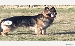 German Shepherd dogs for stud: Health and Generic tested KCReg GSD stud - Image 1