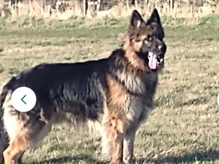 German Shepherd dogs - Advert 1