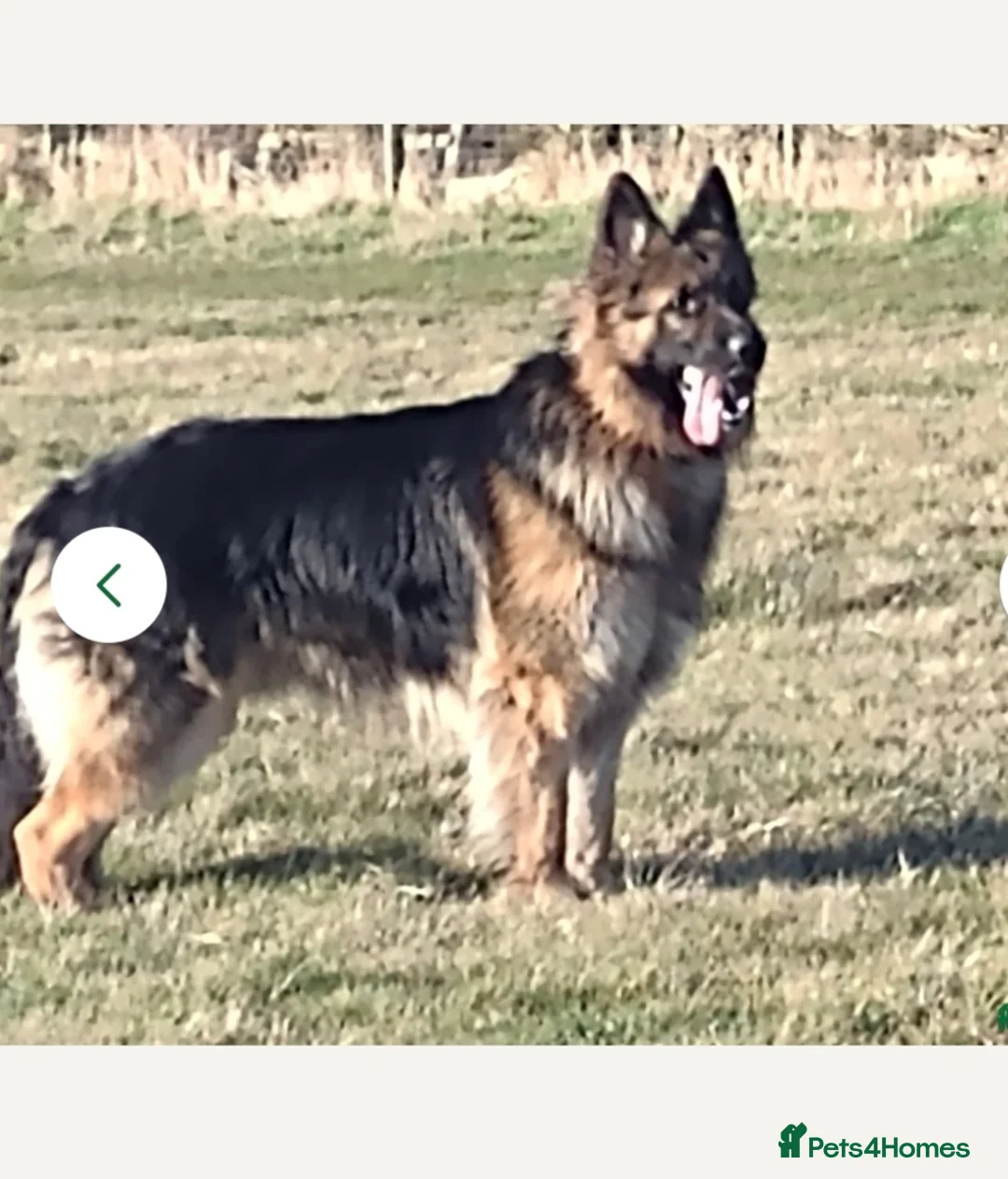 German Shepherd dogs for stud: Health and Generic tested KCReg GSD stud - Advert 5