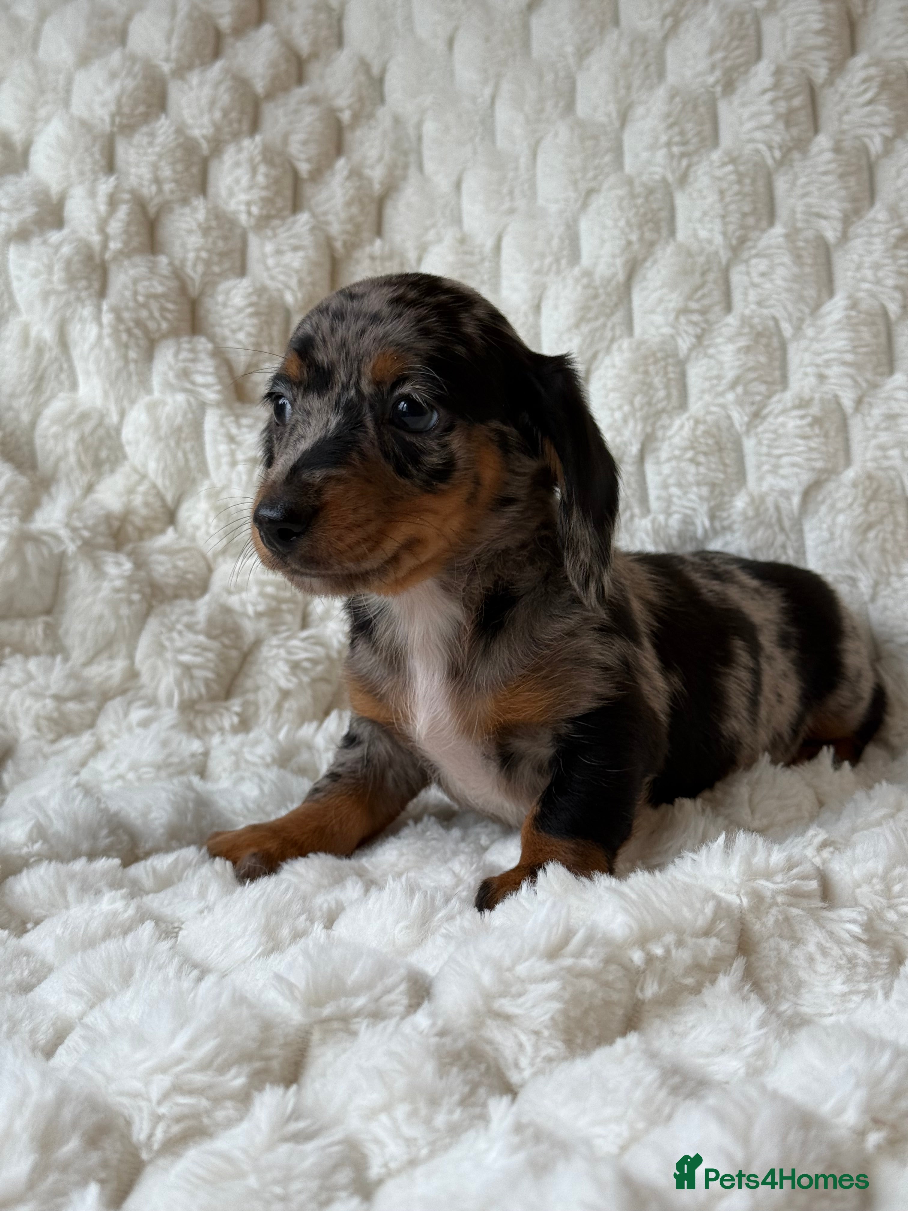 Miniature Dachshund dogs ⭐️MINATURE DACHSHUND PUPPIES⭐️ - Advert 1