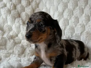 Miniature Dachshund dogs ⭐️MINATURE DACHSHUND PUPPIES⭐️ - Advert 2