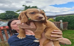 Cocker Spaniel dogs for sale: Gorgeous Cocker Pups - Image 6