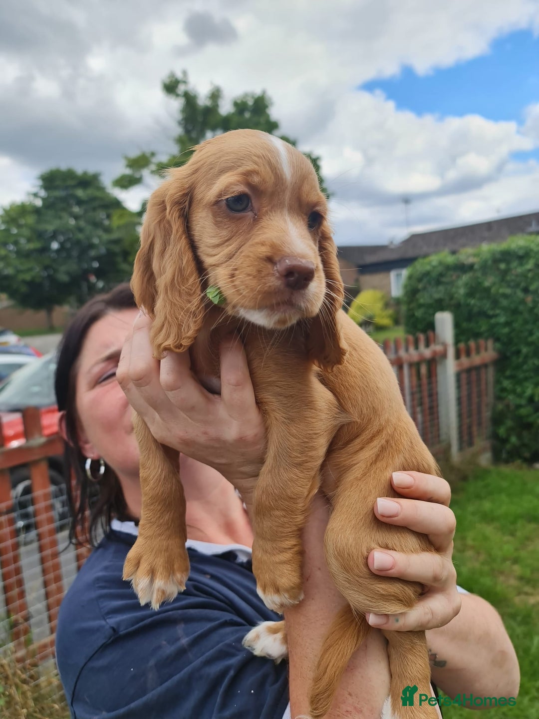 Cocker Spaniel dogs for sale: Gorgeous Cocker Pups - Image 6