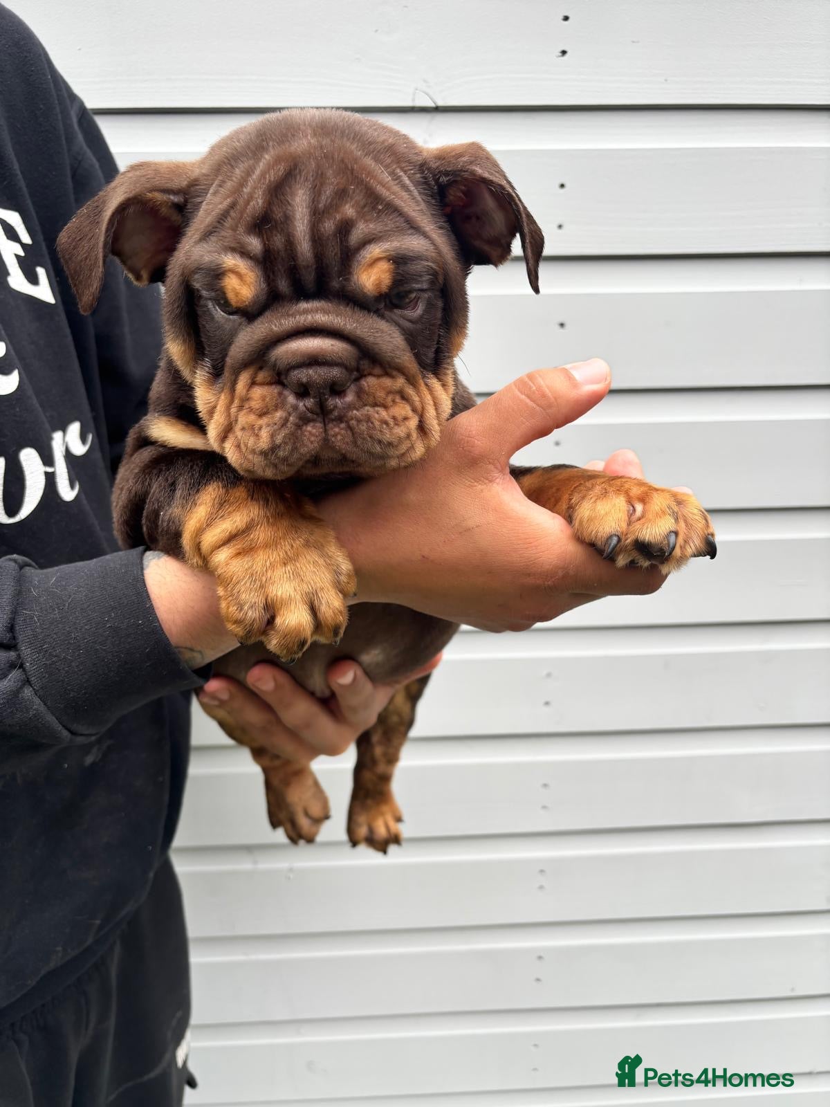 English Bulldog Puppy 1