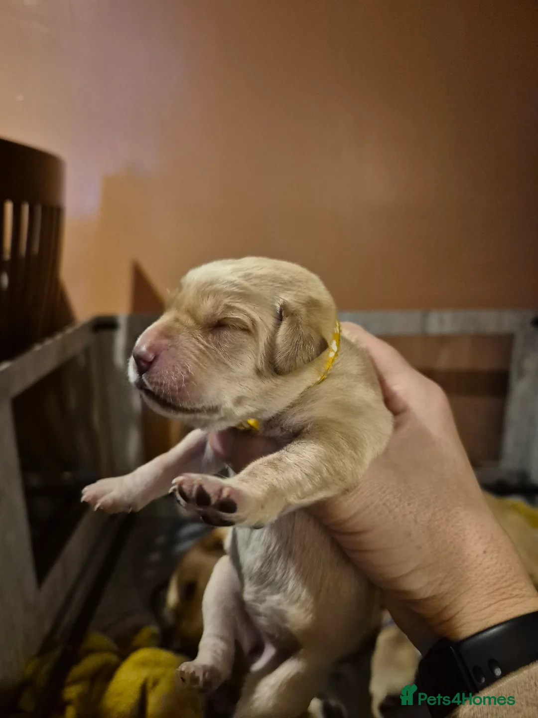 Labrador Retriever dogs for sale: KC Registered Pedigree Labrador Retriever Puppies - Advert 33