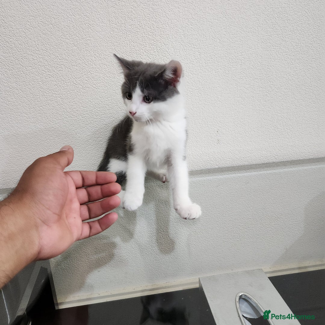 Domestic Shorthair cats for sale: 5 kittens ready for a new home  - Image 17
