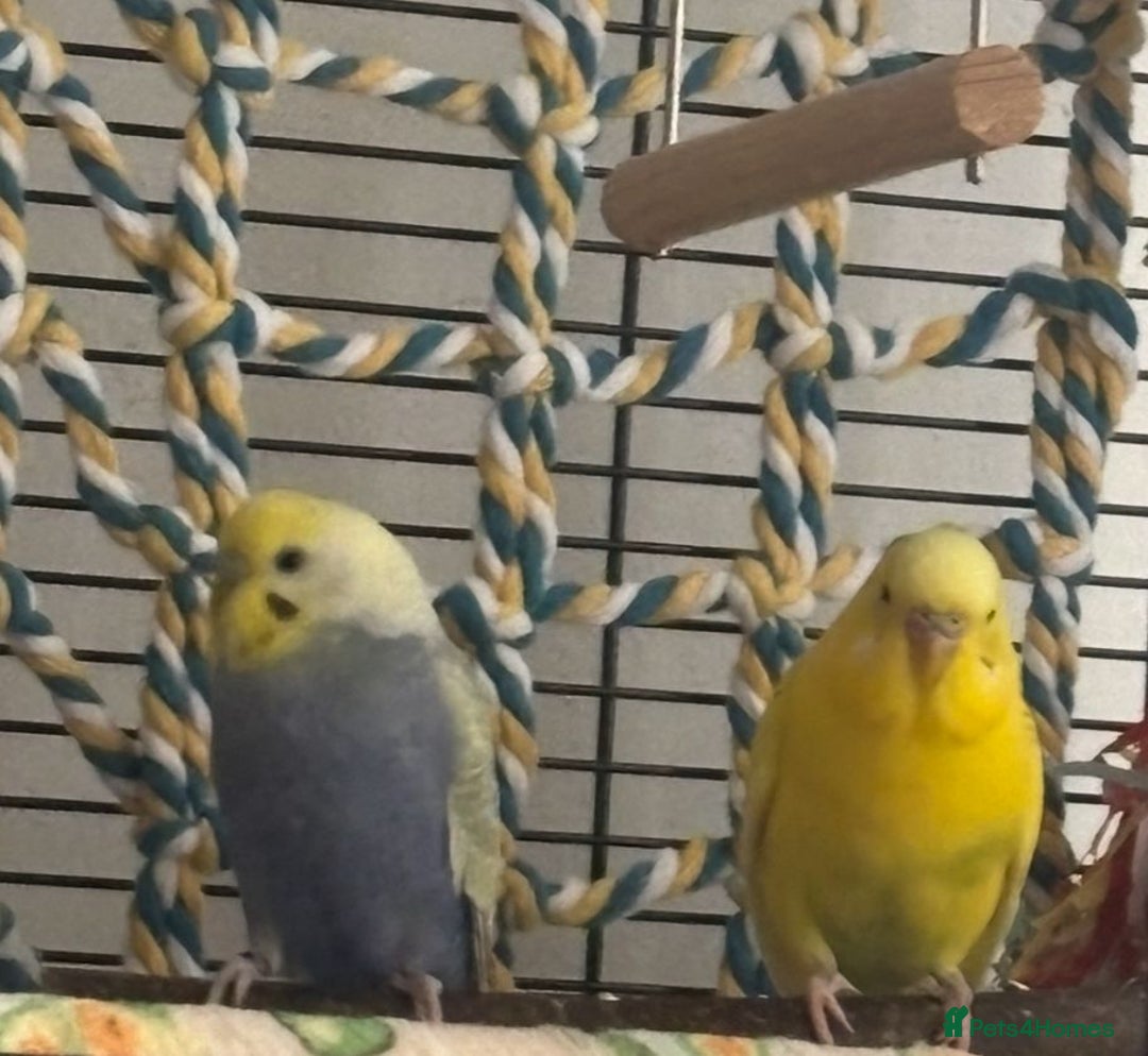 Budgerigars birds for sale: Bonded pair of budgies 7 months old, XL cage - Image 2