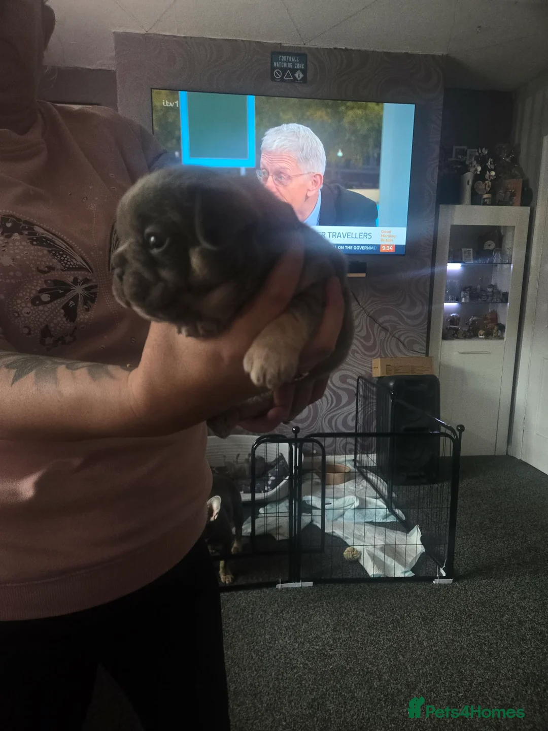 French Bulldog dogs for sale: Male french bulldog puppies  in Taunton - Advert 5