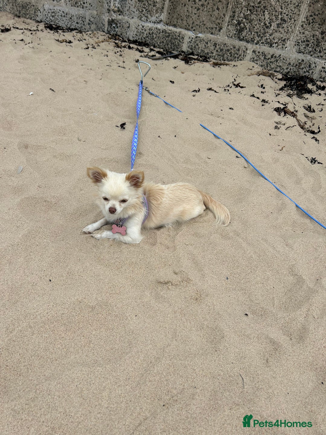 Chihuahua dogs for sale: Chihuahua  - Image 5