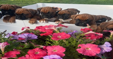 Boxer dogs - Advert 12